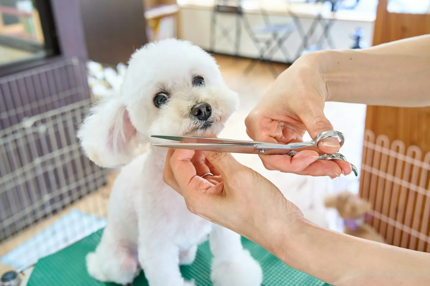 Stock photograph of a dog being groomed, used in our fictional concept